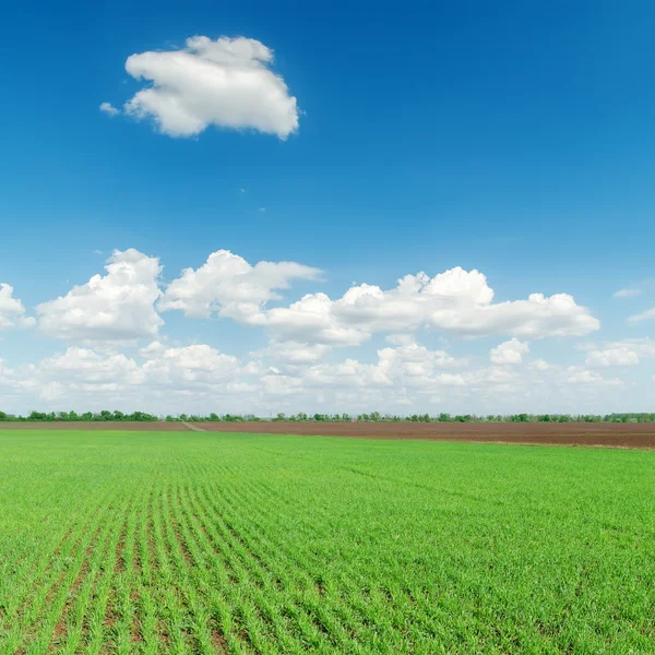 Agriculture green field and clouds over it — Stock Photo, Image