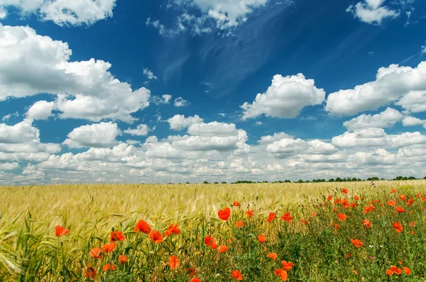 Amapolas rojas en campo bajo cielo azul profundo — Foto de Stock