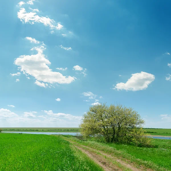Estrada na grama verde, perto da árvore e céu azul com nuvens — Fotografia de Stock