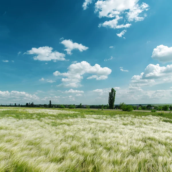 Матовая зеленая трава и синее небо — стоковое фото