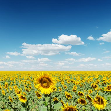 derin mavi gökyüzü bulutlu ayçiçeği üzerinde