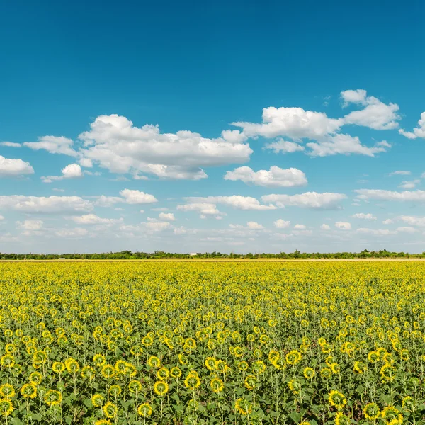 Zonnebloemen veld en blauwe bewolkte hemel — Stockfoto