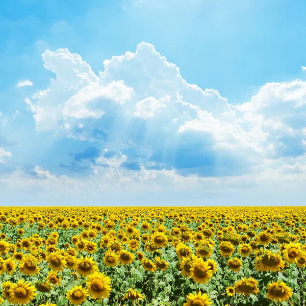 Bewolkte hemel en zonnebloemen veld — Stockfoto