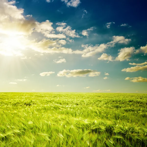 Dramatic sunset and green field — Stock Photo, Image