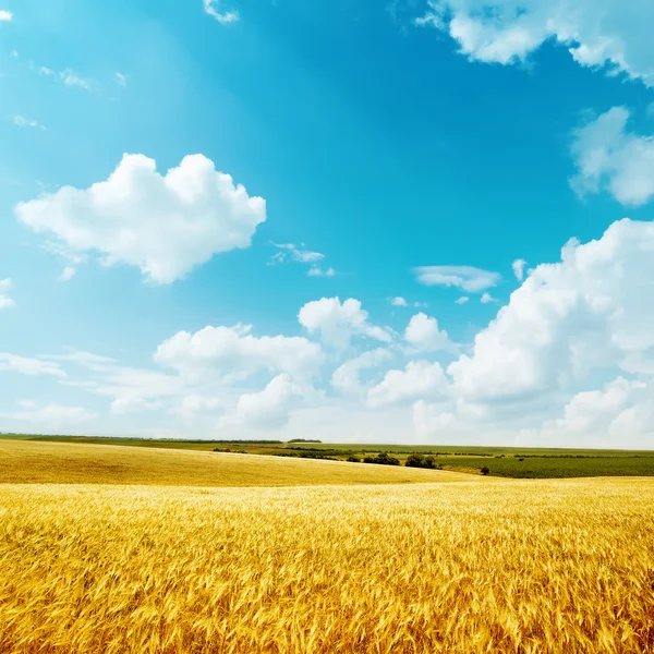 Colheita dourada e céu azul — Fotografia de Stock