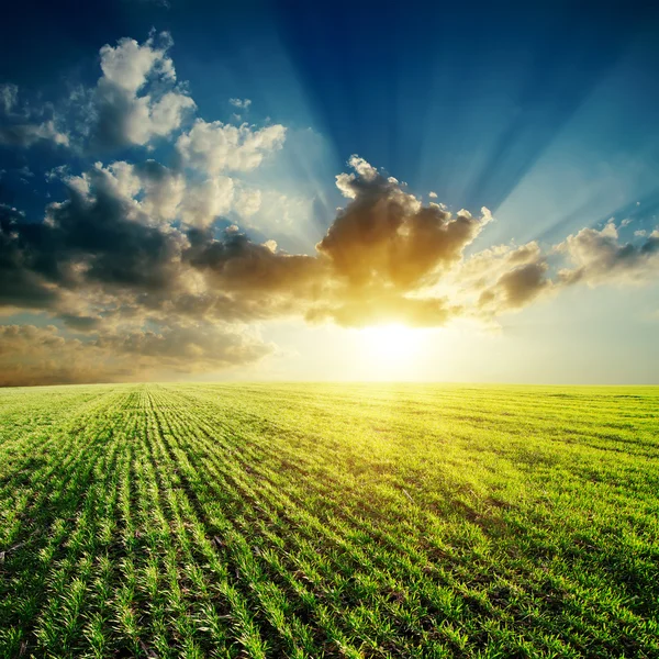 Gröna fält och solnedgång i molnig himmel — Stockfoto