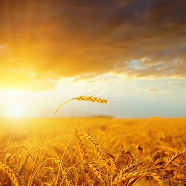 Západ slunce nad golden harvest — Stock fotografie