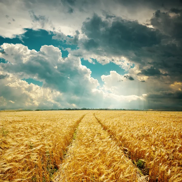 Campo de cosecha con la pista y las nubes bajas sobre él — Foto de Stock