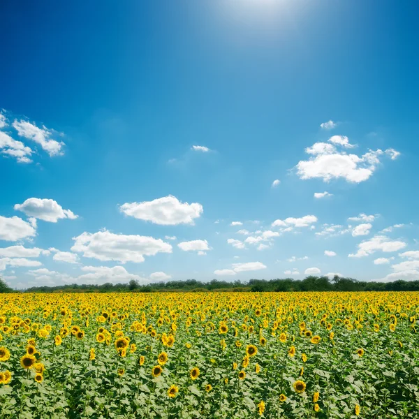 Feld mit Sonnenblumen und blauem, sonnigen Himmel — Stockfoto