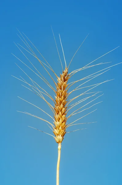 Golden ear of wheat on sky background — Stock Photo, Image