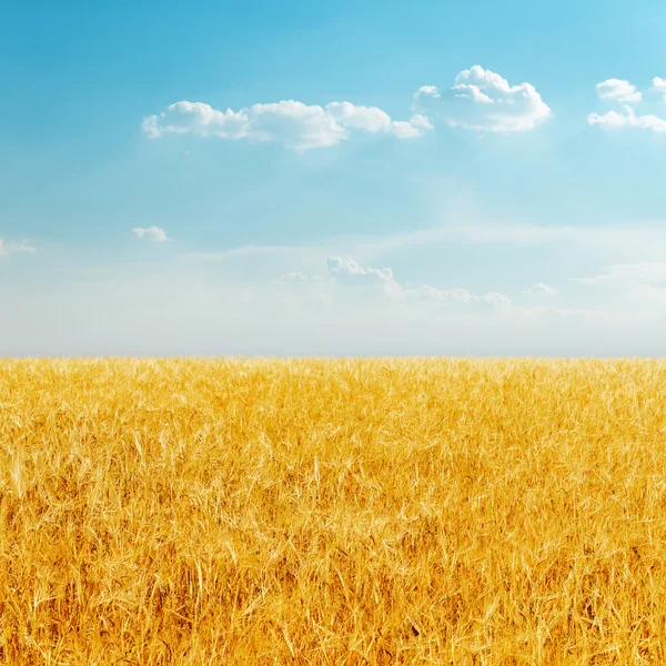 Golden field with harvest and cloudy sky — Stock Photo, Image