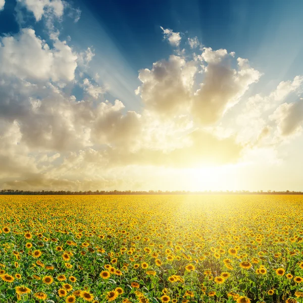 Bewolkt zonsondergang over veld met zonnebloemen — Stockfoto