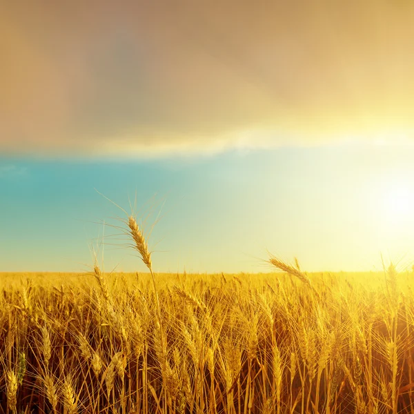 Harvest field and sunset over it — Stock Photo, Image