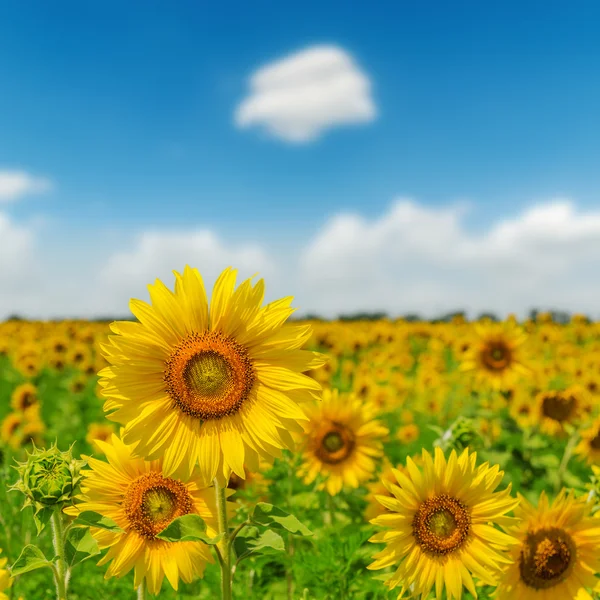 Feld mit Sonnenblumen Closeup und blauer Himmel — Stockfoto