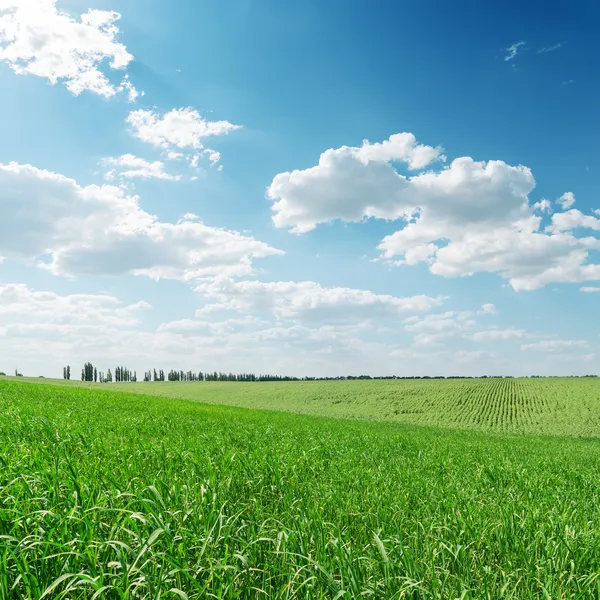 Campo de grama verde e nuvens sobre ele Imagem De Stock