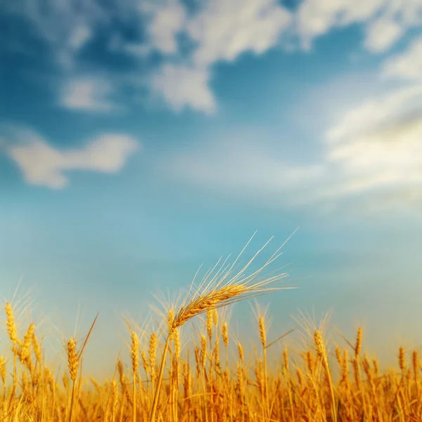 Golden ear of wheat on sunset — Stock Photo, Image