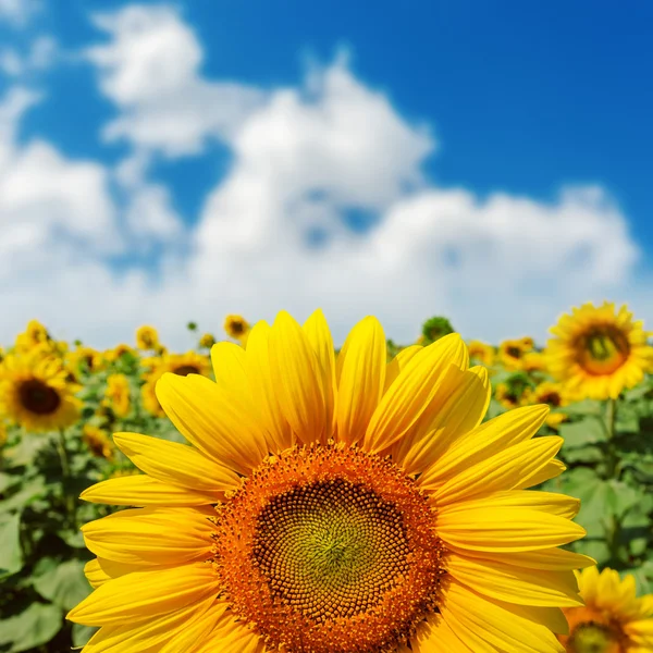 Sunflower closeup on field under blue sky — Stock Photo, Image