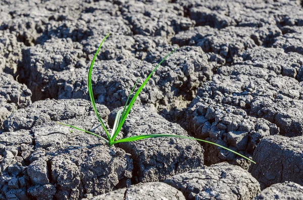 Sozinho planta verde na terra seca — Fotografia de Stock