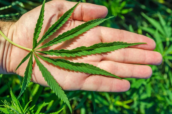 Verde marihuana en la mano — Foto de Stock