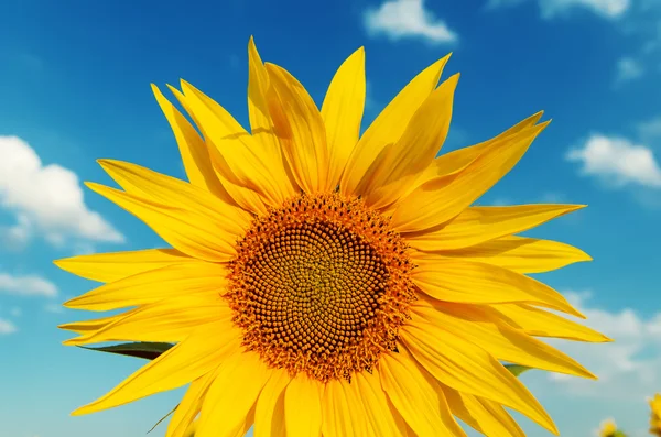 Sonnenblumen Nahaufnahme und blauer Himmel darüber — Stockfoto