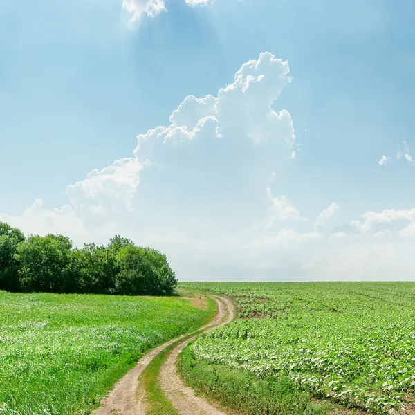 Estrada rural sinuosa em grama verde e nuvens de luz — Fotografia de Stock