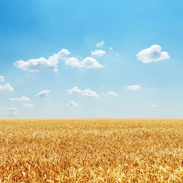 Champ avec golden harvest et ciel nuageux — Foto de Stock