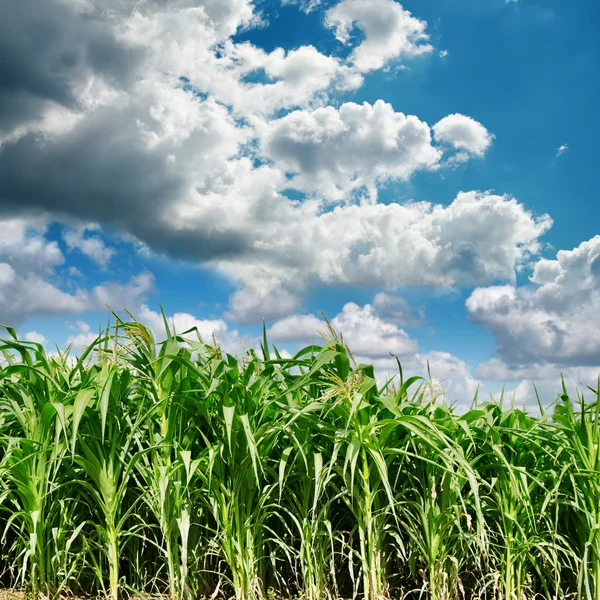 Nuvole scure sul campo verde con mais — Foto Stock