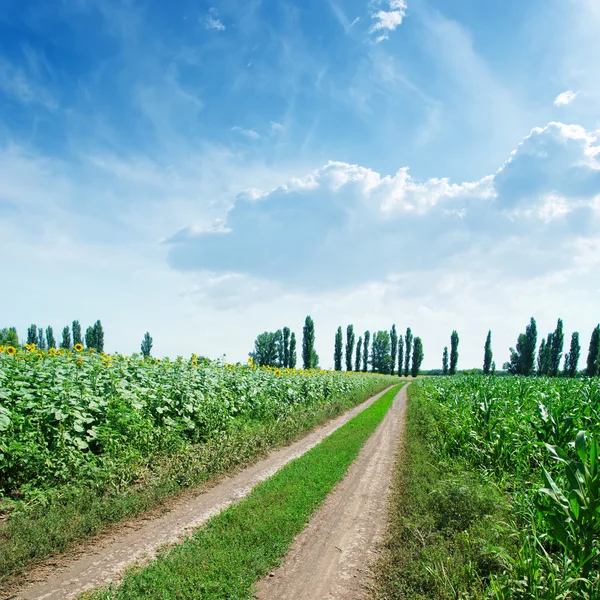 Estrada rural em campos verdes e céu azul nublado — Fotografia de Stock