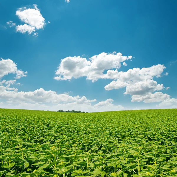 Zonnebloemen groene veld en wolken in blauwe hemel — Stockfoto