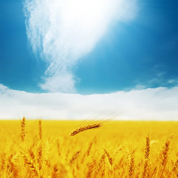 Campo com cevada dourada e nuvens no céu azul — Fotografia de Stock