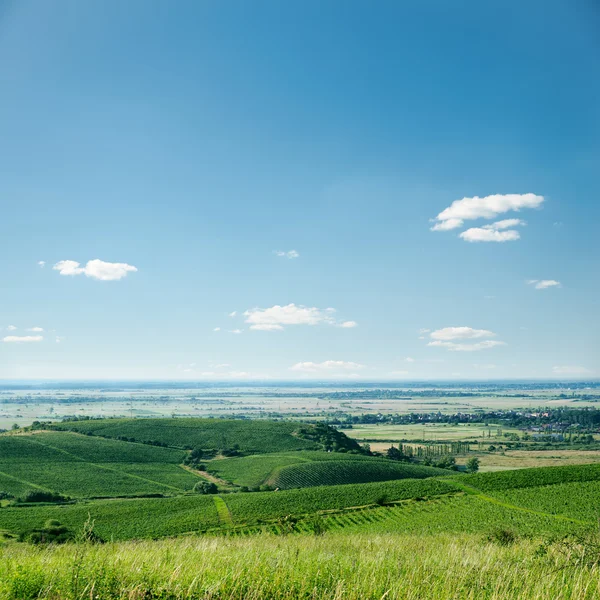 Вид на виноградник и голубое небо — стоковое фото