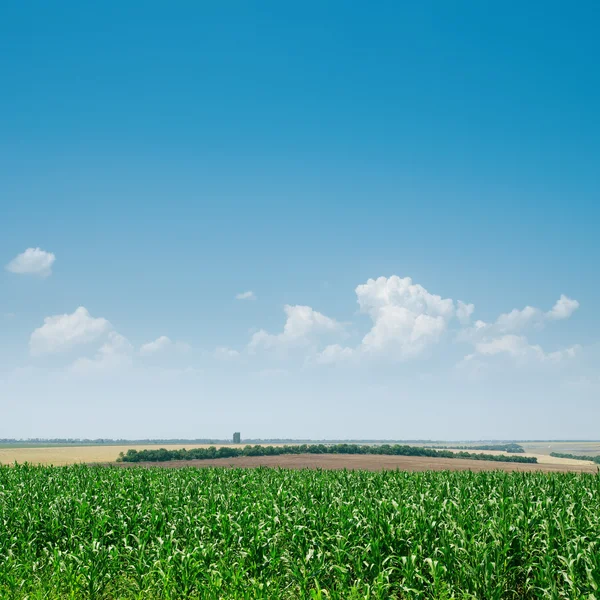 Champ de maïs vert et ciel bleu — Photo