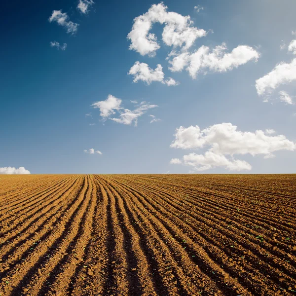 Plowed field and blue sky in sunset — Stock Photo, Image