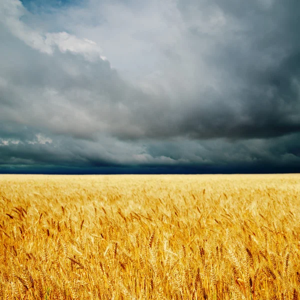 Dramáticas nuvens sobre o campo dourado. chuva antes de — Fotografia de Stock