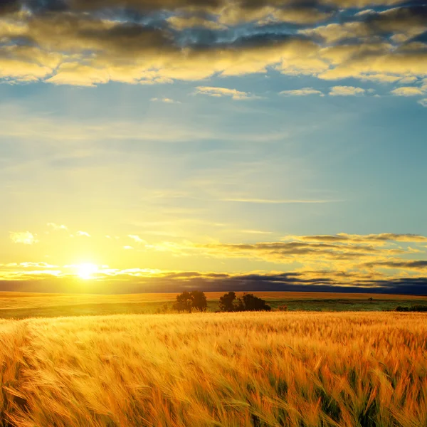 Nuvole sul tramonto sul campo con orzo — Foto Stock