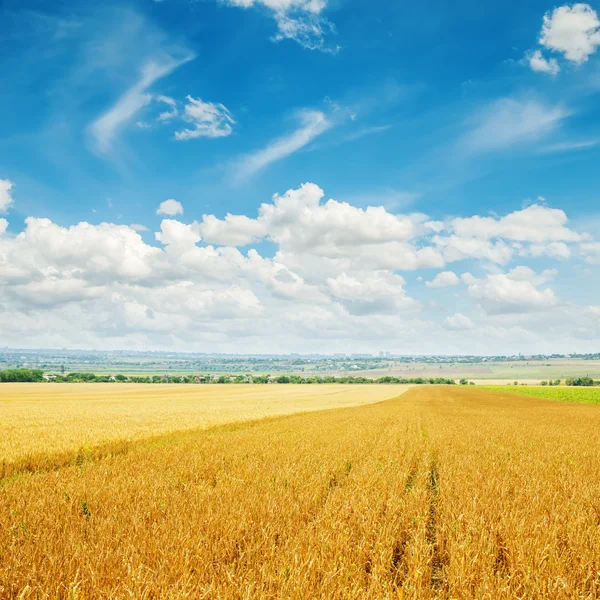 Molnig himmel över gyllene fält med korn — Stockfoto