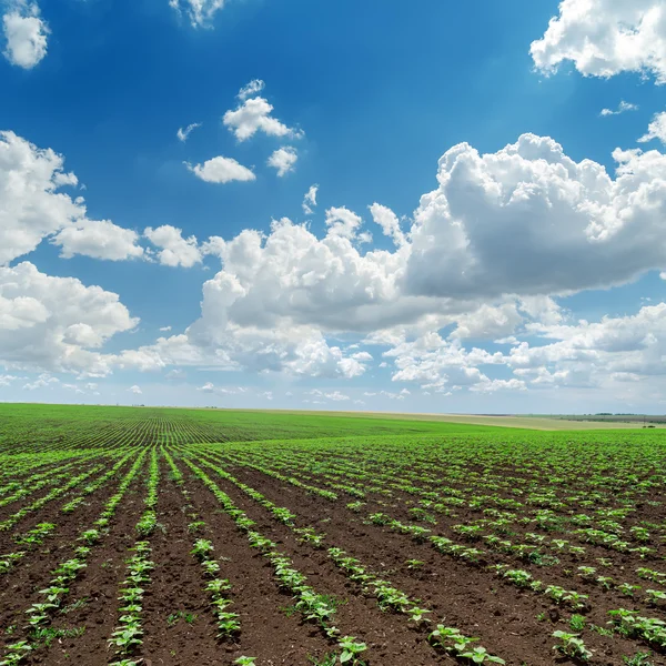 Nuages dans le ciel bleu sur le champ avec des tournesols — Photo
