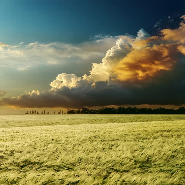 Драматический закат над зеленым полем — стоковое фото