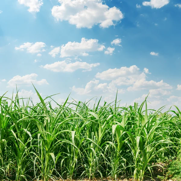Зеленое кукурузное поле и облака в небе — стоковое фото