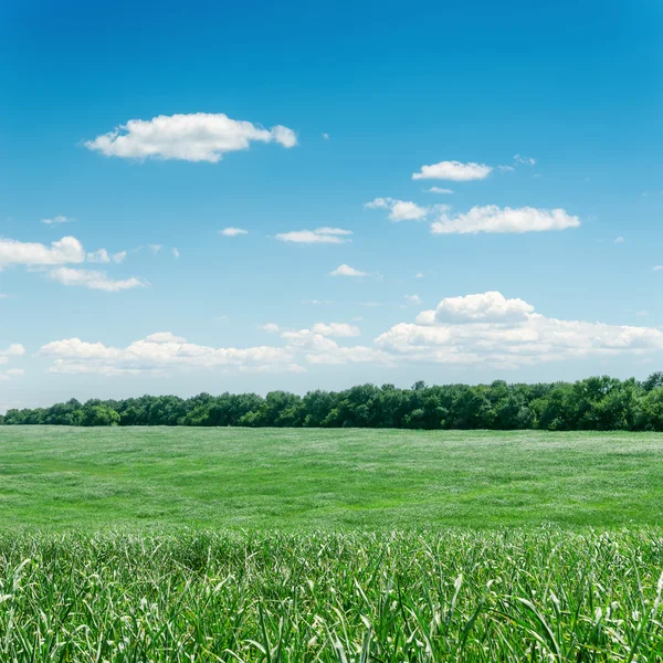 Grönt gräs fält och blå himmel — Stockfoto