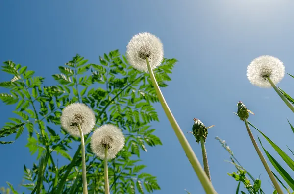 Biały mniszek z zielonej trawie pod błękitne niebo i słońce — Zdjęcie stockowe