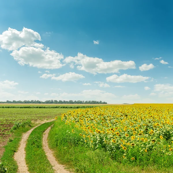 Himmel und Wolken über Feld mit Sonnenblumen — Stockfoto