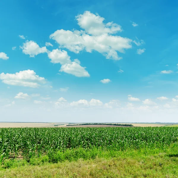 Champ de maïs vert et nuages dans le ciel bleu — Photo