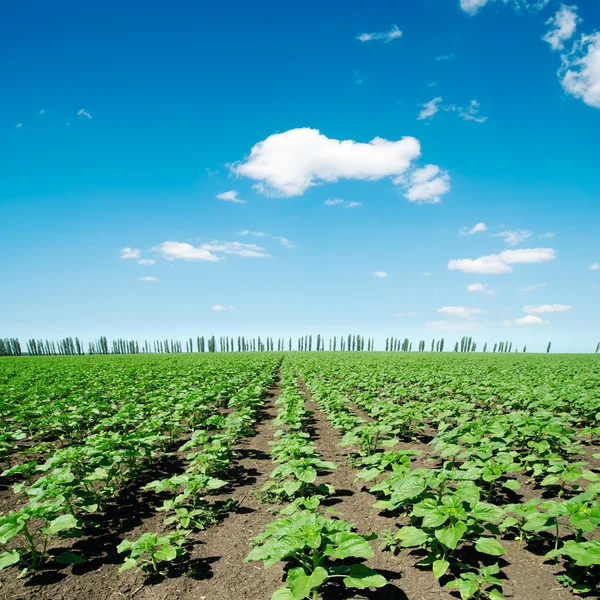 Fält med gröna lilla solrosor och blå himmel — Stockfoto