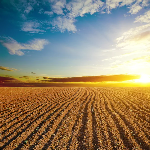 Wolkenschleier Sonnenuntergang und Gepflügtes Feld — Stockfoto