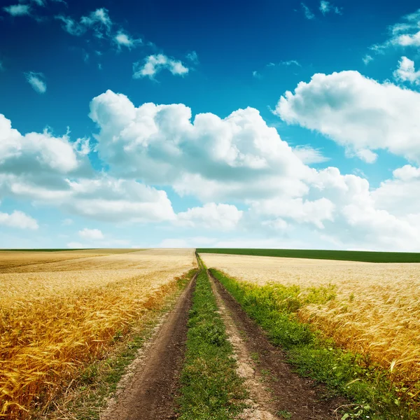 Дорога в желтом поле с урожая и пасмурное голубое небо — стоковое фото
