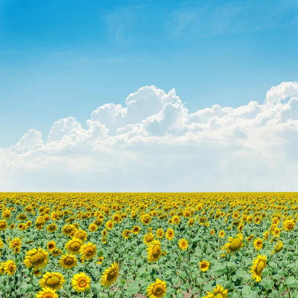 Bewolkte hemel over veld met zonnebloemen — Stockfoto