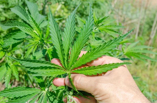 Green marijuana in hand — Stock Photo, Image