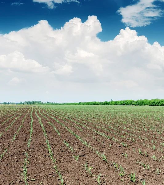 Spring field with little shot and clouds over it — Stock Photo, Image
