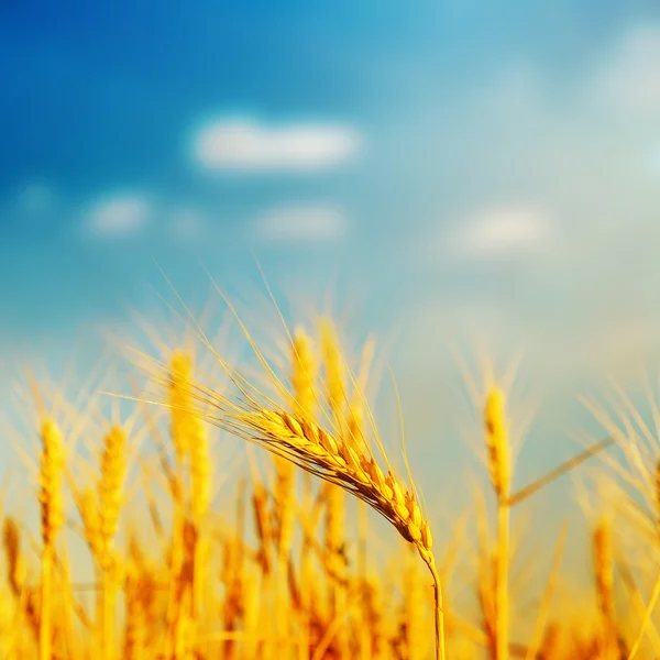 Cebada de oro en campo en puesta de sol. enfoque suave —  Fotos de Stock